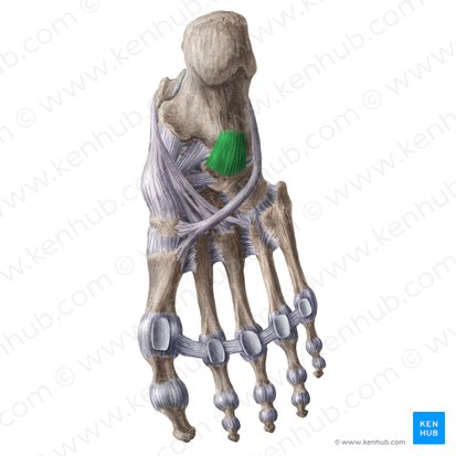 Plantar calcaneocuboid ligament (Ligamentum calcaneocuboideum plantare); Image: Liene Znotina