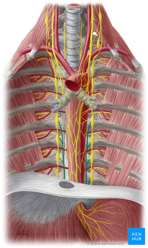Greater splanchnic nerve - ventral view