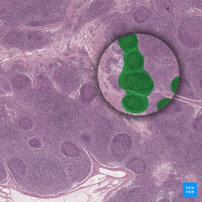 Corteza superficial del gánglio linfático (Pars superficialis corticis nodi lymphoidei); Imagen: 