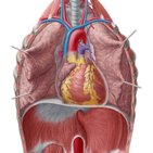 Oberflächenanatomie des Herzens