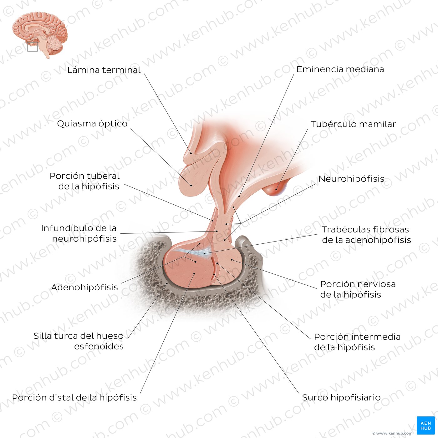 Hipófisis (glándula pituitaria)