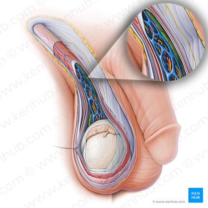 Conducto deferente (Ductus deferens); Imagen: Paul Kim