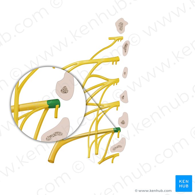 Ramo anterior del nervio espinal L4 (Ramus anterior nervi spinalis L4); Imagen: Begoña Rodriguez