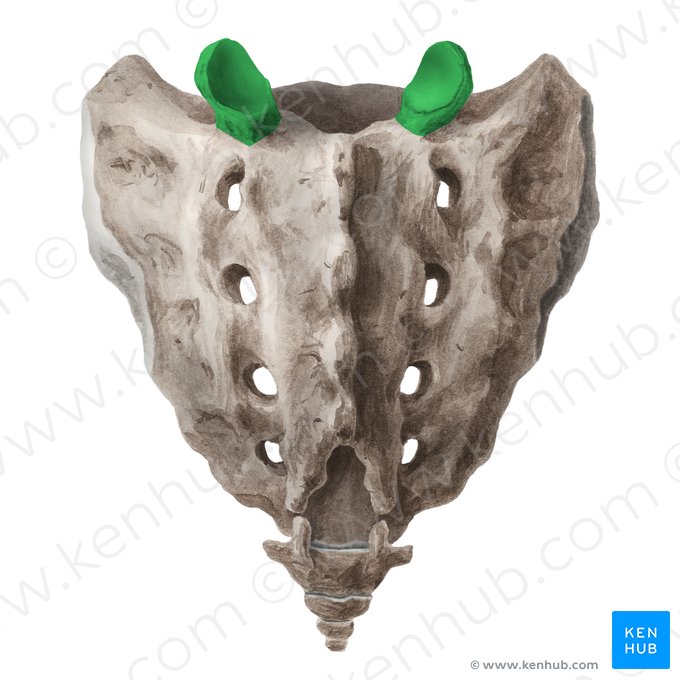 Proceso articular superior del sacro (Processus articularis superior sacri); Imagen: Liene Znotina