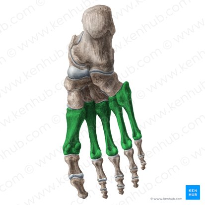 Metatarsal bones (Ossa metatarsi); Image: Liene Znotina