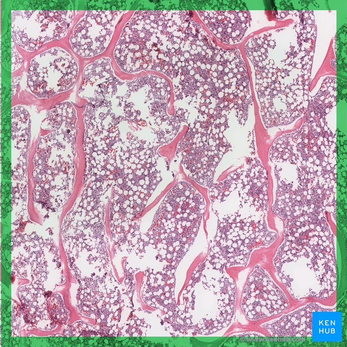 histología normal del hueso trabecular