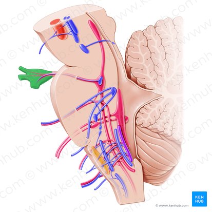 Ganglio del trigémino (Ganglion trigeminale); Imagen: Paul Kim