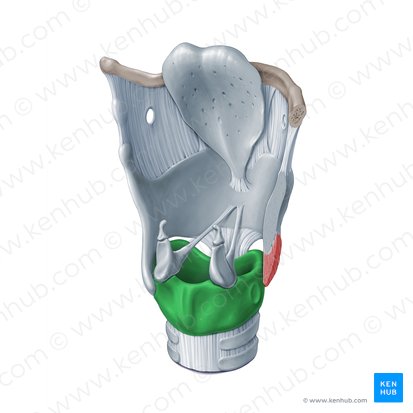 Cricoid cartilage (Cartilago cricoidea); Image: Paul Kim