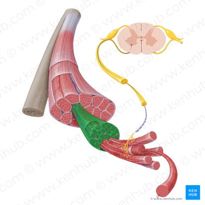 Fasciculus muscularis (Muskelbündel); Bild: Paul Kim