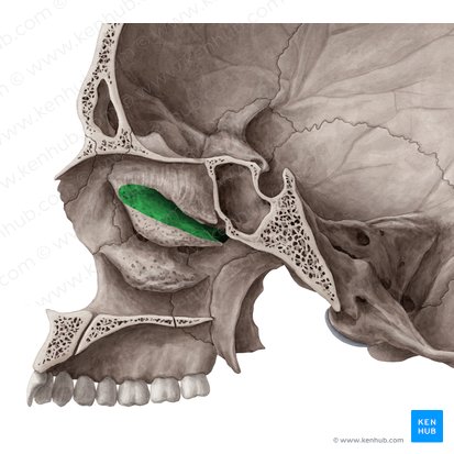 Meatus nasi superior (Oberer Nasengang); Bild: Yousun Koh