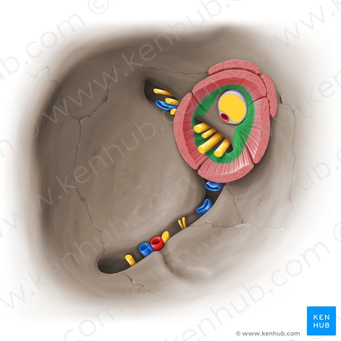 Anillo tendinoso común (Anulus tendineus communis); Imagen: Paul Kim