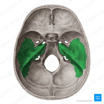 Temporal bone (Os temporale); Image: Yousun Koh