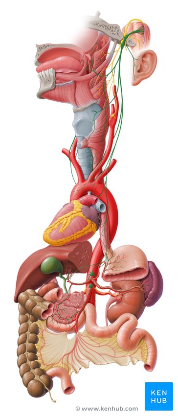 Vagus nerve - lateral-left view