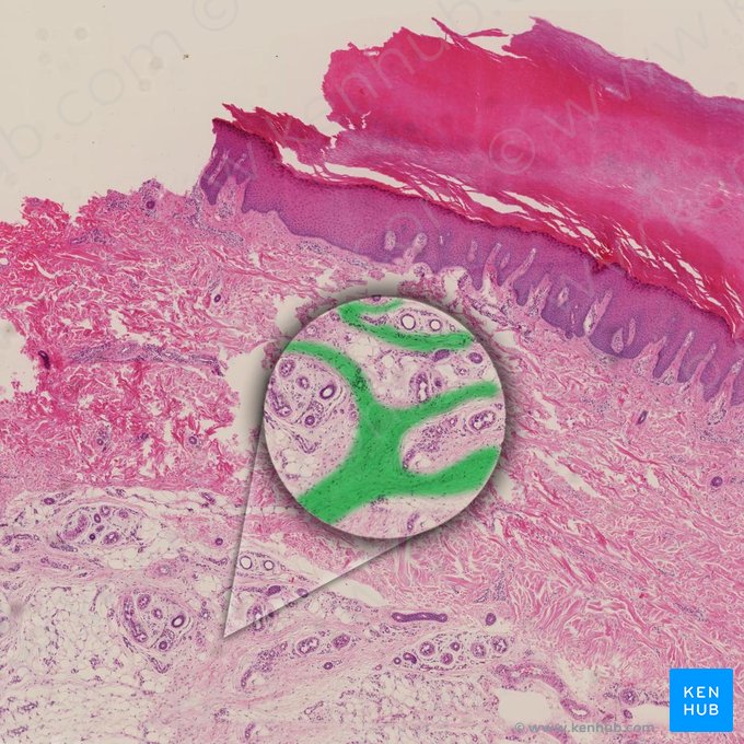 Connective tissue septum (Septum textus connectivi); Image: 