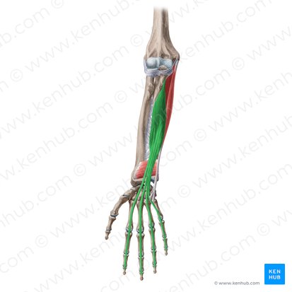 Músculo flexor profundo de los dedos (Musculus flexor digitorum profundus); Imagen: Yousun Koh