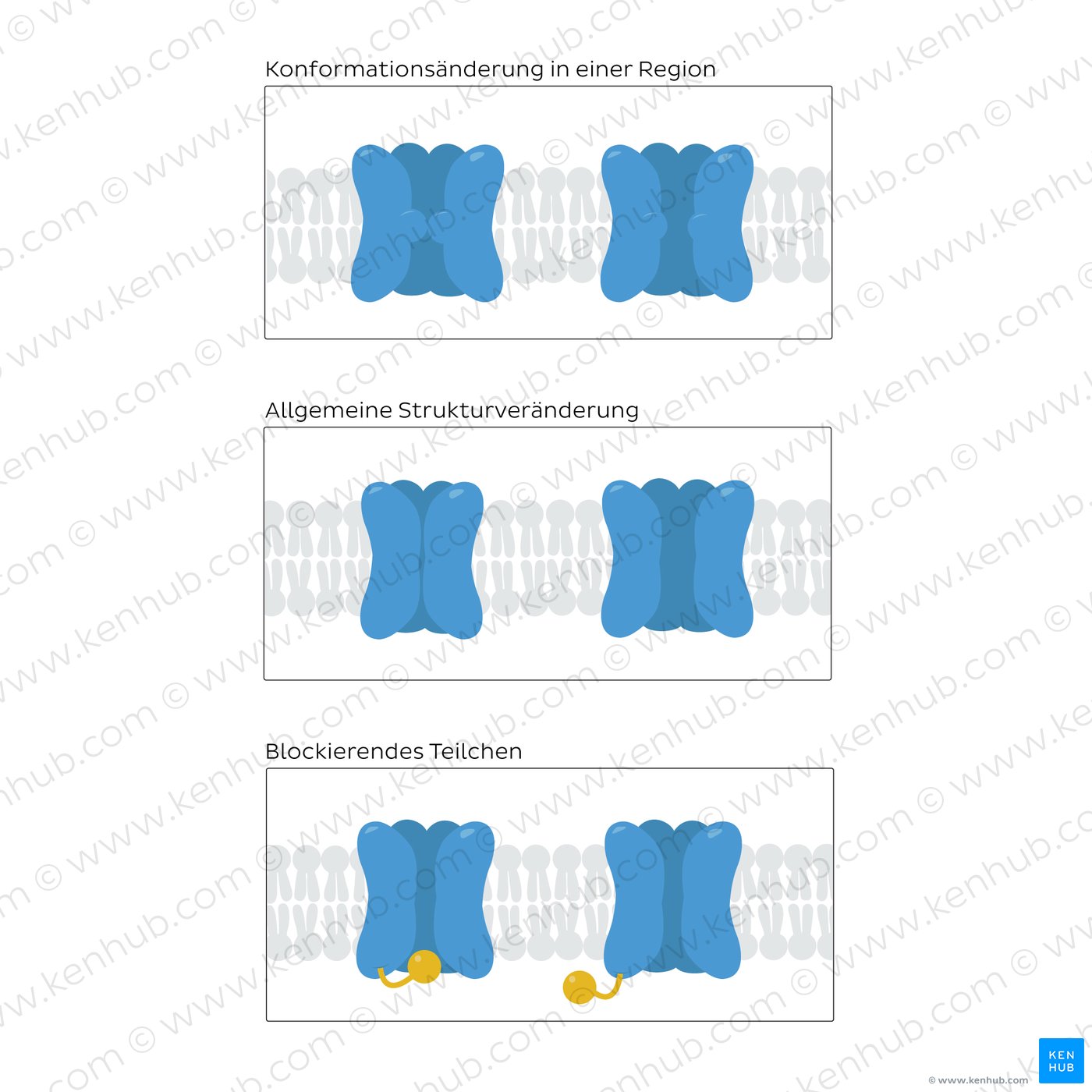 The three models for ion channel gating