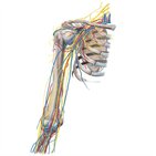 Neurovasculature of the arm and shoulder