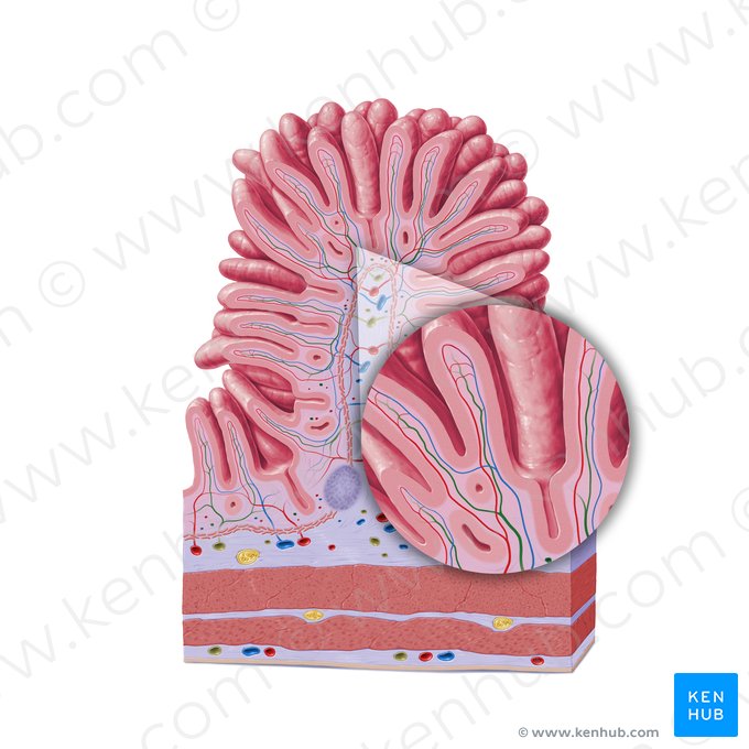 Vaso linfático intestinal (Vas lymphaticum centrale); Imagem: Paul Kim