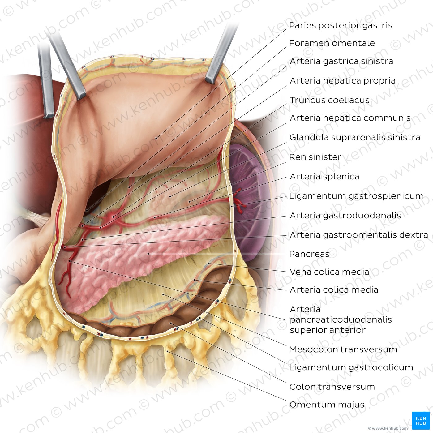 Bursa omentalis (structures)