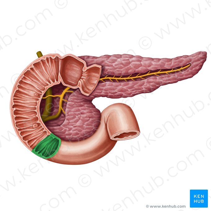 Angle duodénal inférieur (Flexura inferior duodeni); Image : Irina Münstermann