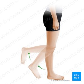 Flexão da perna (Flexio cruris); Imagem: Paul Kim