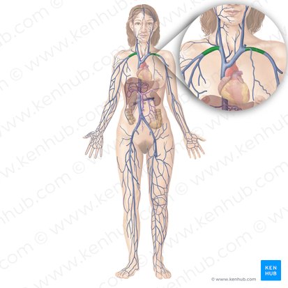 Vena subclavia (Unterschlüsselbeinvene); Bild: Begoña Rodriguez