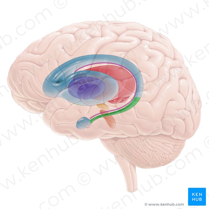 Cauda nuclei caudati (Schwanz des Schweifkerns); Bild: Paul Kim