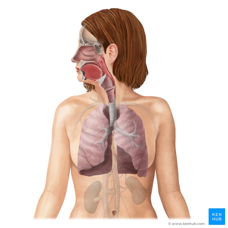 Sistema respiratorio (Systema respiratorum)