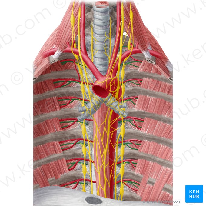Nervio intercostal (Nervus intercostalis); Imagen: Yousun Koh