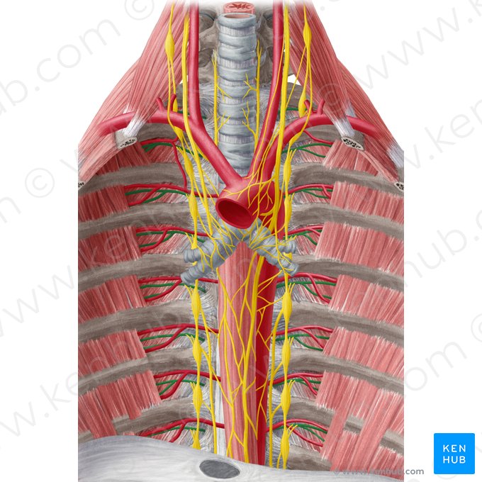 Nervo intercostal (Nervus intercostalis); Imagem: Yousun Koh