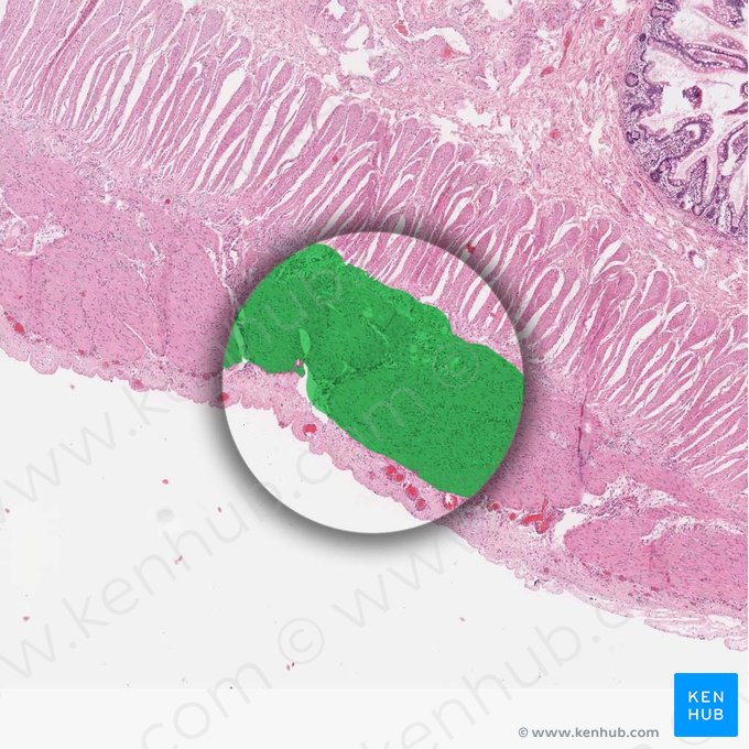 Músculo longitudinal (Musculus longitudinalis); Imagen: 