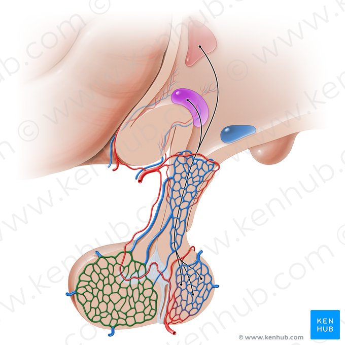 Rete capillare secundarium systematis portalis hypophysialis (Sekundäres Kapillarnetz des hypophysären Pfortadersystems); Bild: Paul Kim