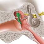 Musculus tensor tympani