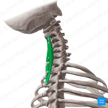 Musculus spinalis cervicis (Dornmuskel des Halses); Bild: Yousun Koh