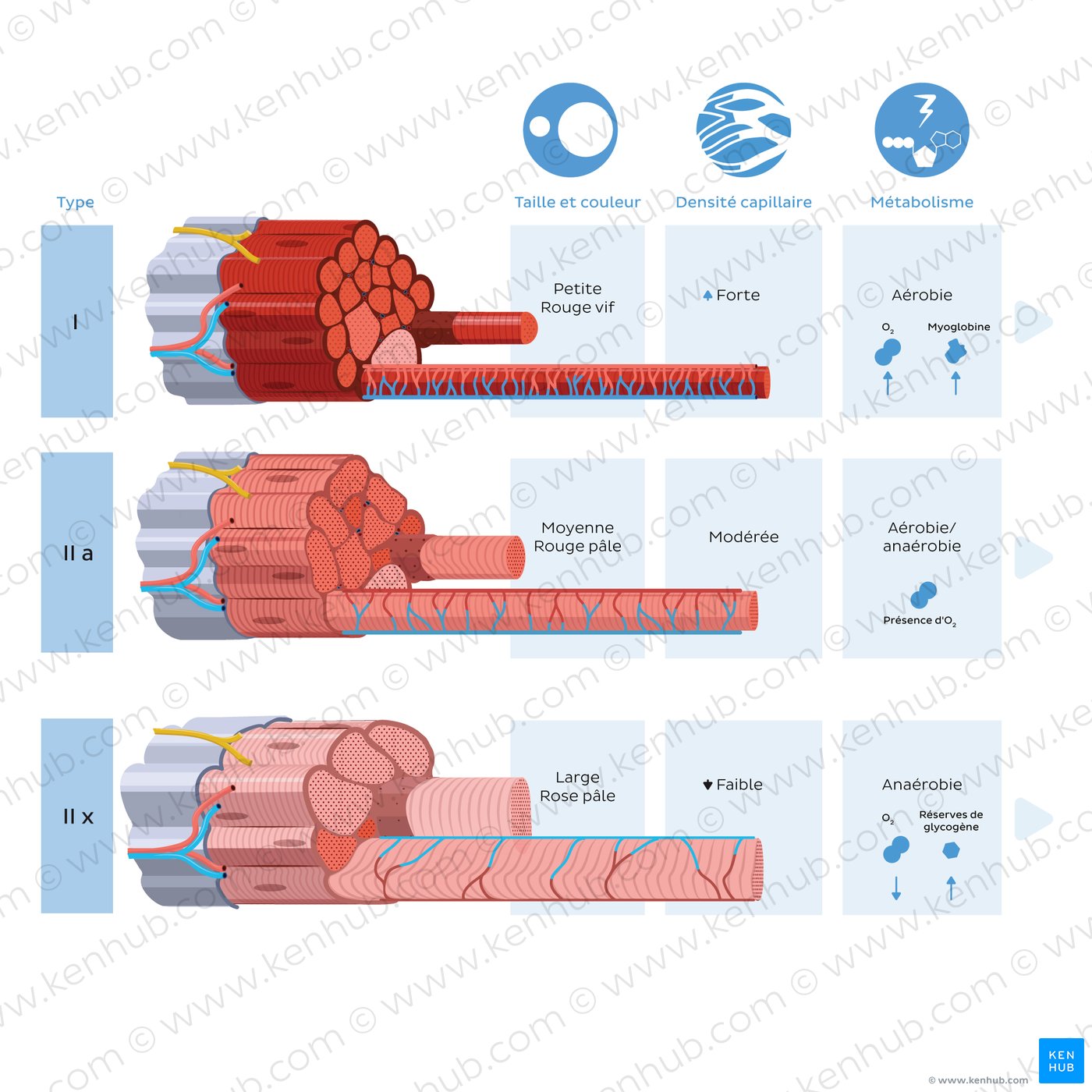 Skeletal muscle fiber types: general features