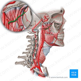 Arteria maxilar (Arteria maxillaris); Imagen: Paul Kim