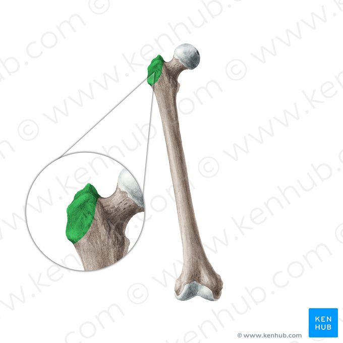 Trochanter major ossis femoris (Großer Rollhügel des Oberschenkelknochens); Bild: Liene Znotina