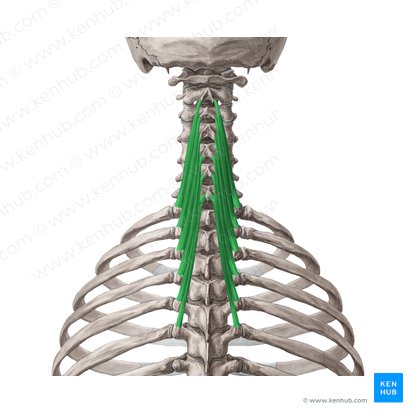 Músculo semiespinoso cervical (Musculus semispinalis cervicis); Imagen: Yousun Koh