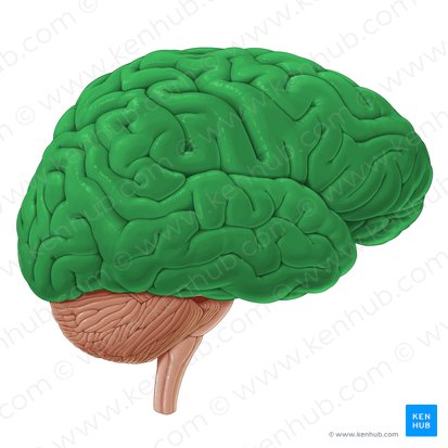 Cérebro (Cerebrum); Imagem: Paul Kim