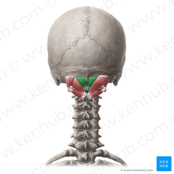 Músculo recto posterior menor de la cabeza (Musculus rectus capitis posterior minor); Imagen: Yousun Koh