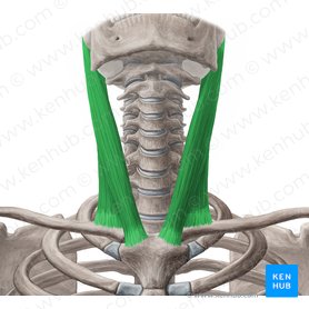 Músculo esternocleidomastoideo (Musculus sternocleidomastoideus); Imagen: Yousun Koh