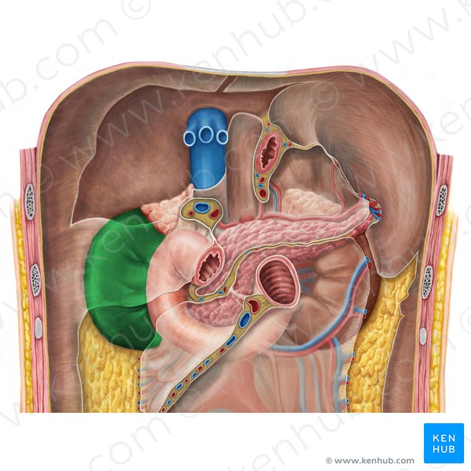 Right kidney (Ren dexter); Image: Irina Münstermann