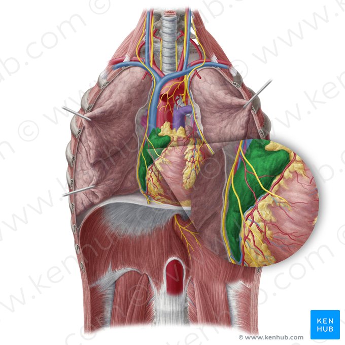 Átrio direito (Atrium dextrum cordis); Imagem: Yousun Koh