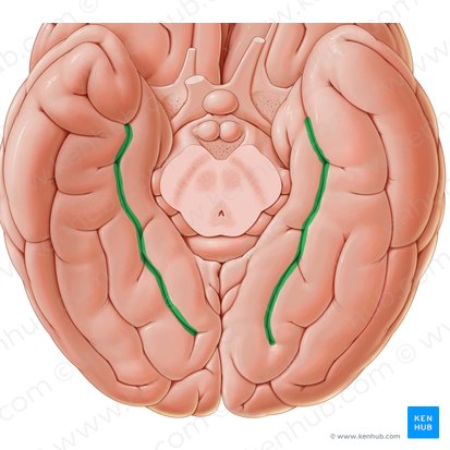 Collateral sulcus (Sulcus collateralis); Image: Paul Kim