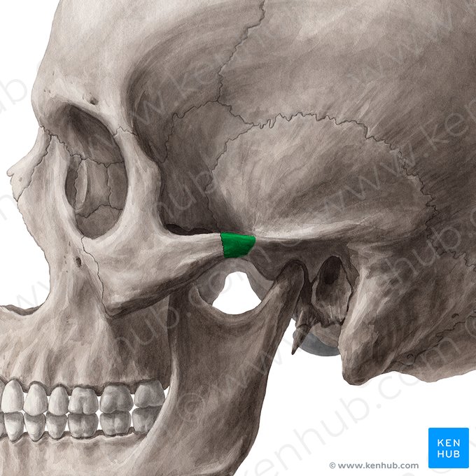 Zygomatic process of temporal bone (Processus zygomaticus ossis temporalis); Image: Yousun Koh
