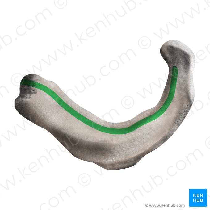 Insertion supérieure du muscle intercostal intime de la 1ère côte (Insertio superior musculi intercostalis intimi costae 1); Image : Mao Miyamoto