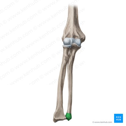 Head of ulna (Caput ulnae); Image: Yousun Koh