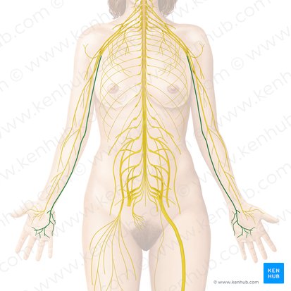 Ulnar nerve (Nervus ulnaris); Image: Begoña Rodriguez