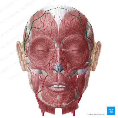 Artéria temporal superficial (Arteria temporalis superficialis); Imagem: Yousun Koh