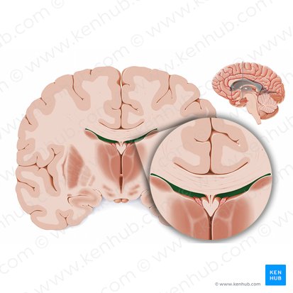 Porción central del ventrículo lateral (Pars centralis ventriculi lateralis); Imagen: Paul Kim